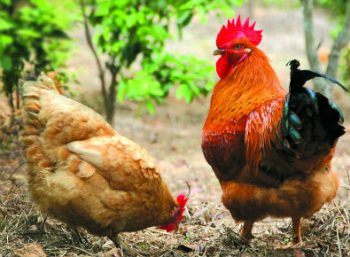 產(chǎn)品|磺胺類快速檢測(cè)卡